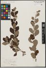 Foto von Salix aurita L.